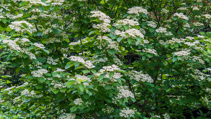 Obraz premium 沢山のガマズミ（Viburnum dilatatum）の花／レンプクソウ科