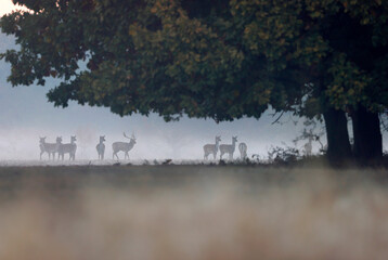 A fallow deer male during the rutting season in the autumn, with a few females eating grass at the edge at a meadow.