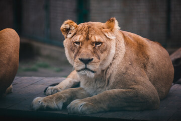 Lion standing proudly on a small hill.