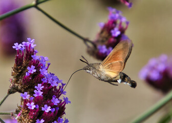 Taubenschwänzchen © Flederfried