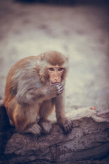 Pink Faced Japanese Macaque. Snow Monkey