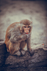 Pink Faced Japanese Macaque. Snow Monkey