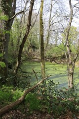 Green pond in the forest