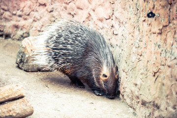 Old World porcupine or Hystricidae (Hystrix cristata)
