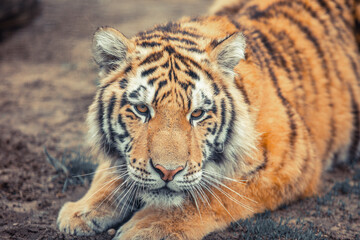 Sumatran tiger (Panthera tigris sondaica) close-up portrait.