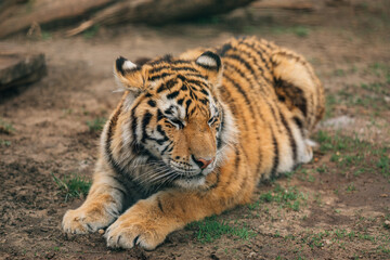 Fototapeta na wymiar Sumatran tiger (Panthera tigris sondaica) close-up portrait.