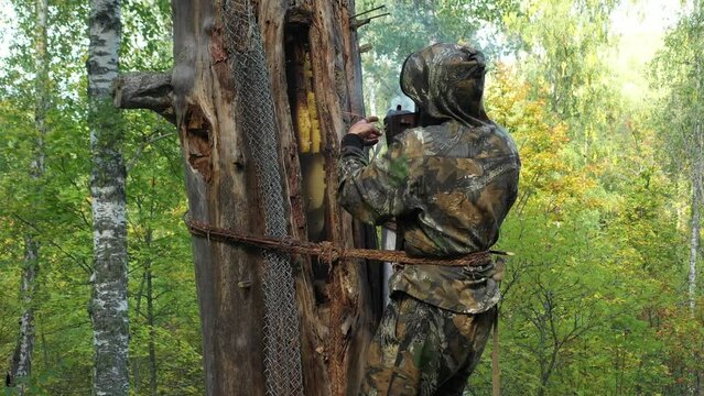 Beekeeper removes a swarm of bees from a tree branch, rear view.