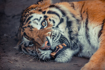 Sumatran tiger (Panthera tigris sondaica) close-up portrait.