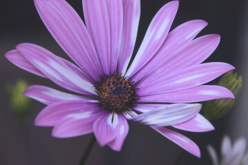 Obraz premium Violette Marguerite