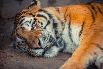 Sumatran tiger (Panthera tigris sondaica) close-up portrait.
