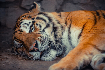 Sumatran tiger (Panthera tigris sondaica) close-up portrait.