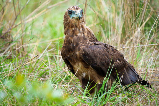 Juvenile bateleur eagle (Terathopius ecaudatus) on the ground. The piece of flesh on its face is from the prey item that it's feeding on. Mpumalanga. South Africa.