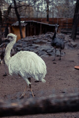 Portait of straus on the blurred background