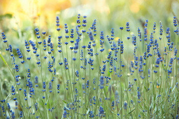 Beautiful flowers grow in the meadow on a summer sunny day. Variety lavender.