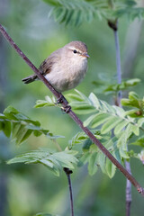 Common Chiffchaff