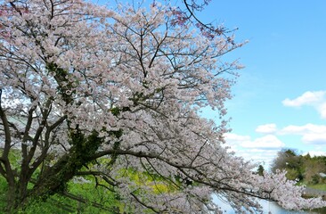Obraz na płótnie Canvas 川沿いに咲くピンクの花　サクラ　春の風景