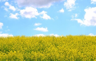 堤防　春の青空と菜の花　癒しの風景