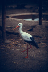 Elegant white stork walking in the field