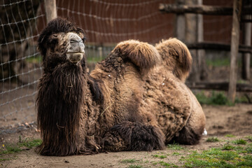 Two-humped Mongolian Bactrian camel, Camelus bactrianus, standing in rugged barren terrain.