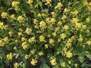 Obraz premium yellow mustard flowers in farm.