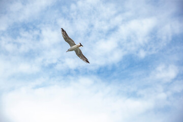 seagull in the sky