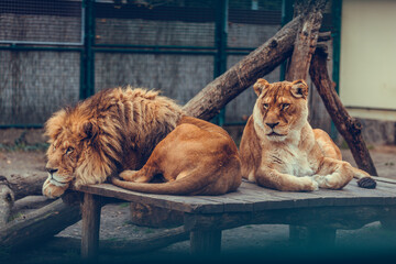 Portrait of a sitting lions couple close-up in the zoo. Male and female lion.