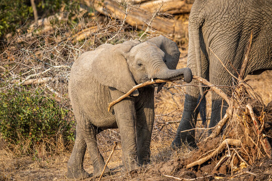 Baby Elephant calf playing with a branch.