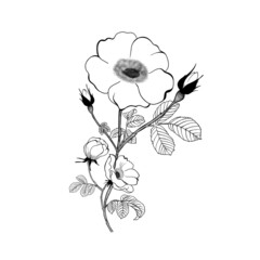 beautiful detailed sketch of tea rose flower. Botanic tattoo