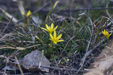 Gageayellow filed in Volgograd region, Russia
Yellow spring forest Gagea flowers closeup