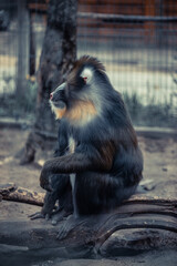 funny closeup of a mandrill, vulnerable baboon specie from Africa