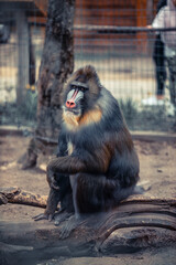 funny closeup of a mandrill, vulnerable baboon specie from Africa