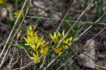 Gageayellow filed in Volgograd region, Russia
Yellow spring forest Gagea flowers closeup