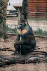 funny closeup of a mandrill, vulnerable baboon specie from Africa