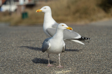 zwei Seemöwen auf Asphalt blickt in Kamera