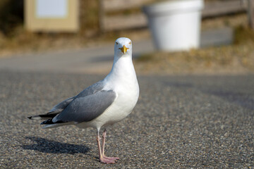 Seemöwe auf Asphalt blickt in Kamera