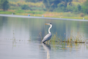 Gray heron (Ardea cinerea), photography of massive gray bird wading through flat lake, with fluffy feathers, large beak, long feathers on back side of head, scene from wild nature in India.