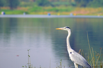 Gray heron (Ardea cinerea), photography of massive gray bird wading through flat lake, with fluffy feathers, large beak, long feathers on back side of head, scene from wild nature in India.