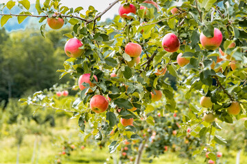 りんご農園のイメージ  北海道札幌市