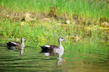A beautiful picture of an Indian spot-billed duck birds.