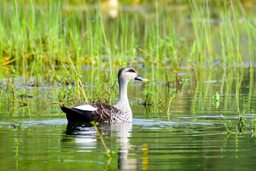 A beautiful picture of an Indian spot-billed duck birds.