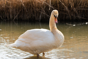 White swan in a lake in Oberriet in Switzerland