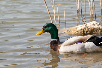 Male duck in a lake in Oberriet in Switzerland