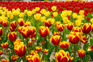 Tulip fields in springtime