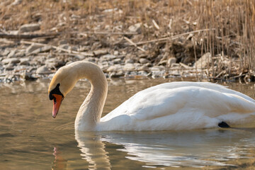 White swan in a lake in Oberriet in Switzerland