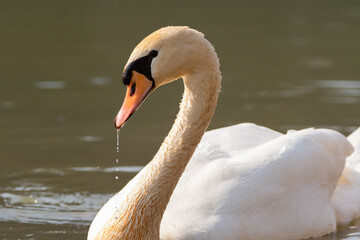 Obraz premium White swan in a lake in Oberriet in Switzerland