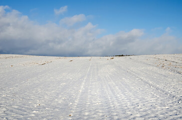 Winter on corn field with cut stems. Empty corn field in winter