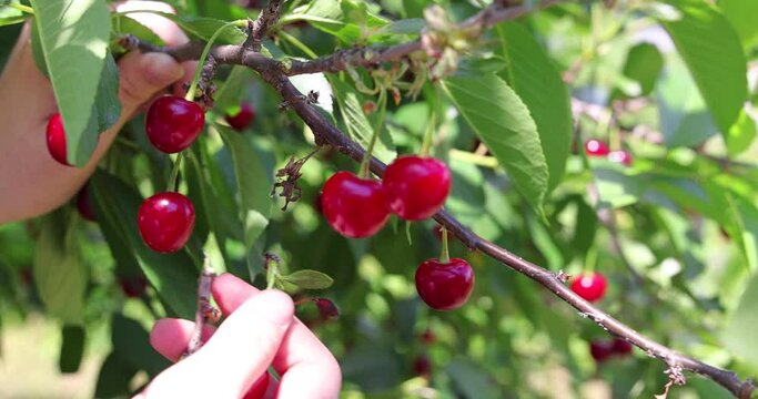 Picking cherries in the orchard. Close up of fresh and ripe cherries picking from a branch, slow motion