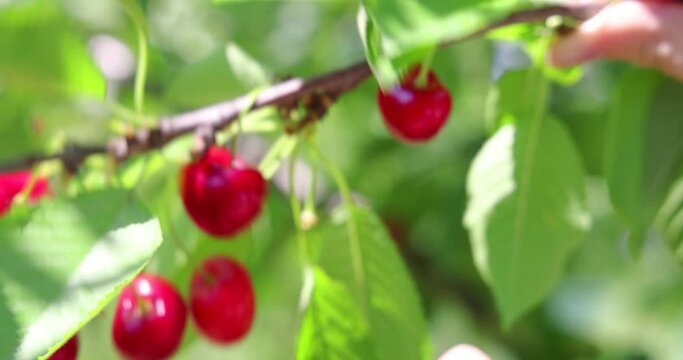 Picking sweet cherries in the orchard. Close up of fresh and ripe cherries picking from a branch, slow motion