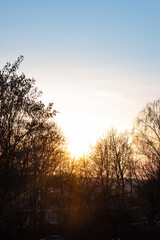 Fototapeta na wymiar Cold eternal sunset on a background of gray trees