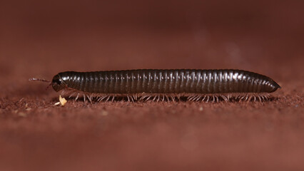 Milpiés TACHYPODOIULUS NIGER